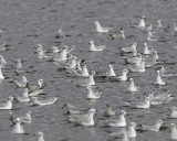 Bonapartes Gull