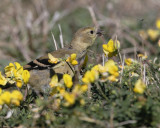Goldfinch (Female)