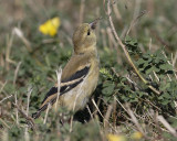 Goldfinch (Female)