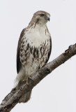 Red Tail Hawk
