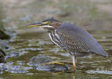 Green Heron
