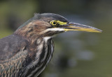 Green Heron