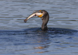 Cormorant and Fish