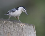 White Breasted Nuthatch