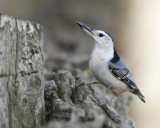 White Breasted Nuthatch