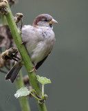 House Sparrow