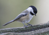 Black Cap Chickadee