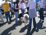 Entrants in the group costume category