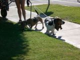 Bassets  sans costumes