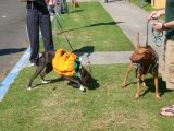 Pumpkin meets Rambo
