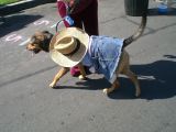 Daisy Duke