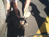 Arf!