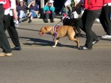 Another three-legged cutie!