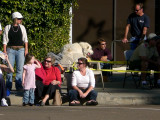 Phew - the escaped mini horse is really just a freakishly oversized dog