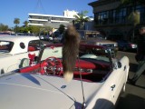 Ick...its the weasel again
