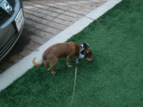 Lyle checks out some synthetic grass