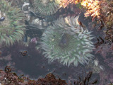 Sea anemones and hermit crabs
