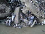 Mussels