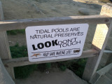 Tide pools are like another mans wife...look, but dont touch