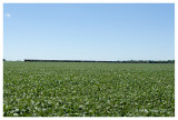 Soy bean field and freight train, Remington