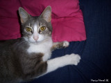 Patata world champion couch destroyer