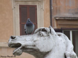 Roma - Piazza Navona fauna