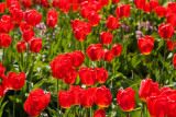 Tulips-4836.jpg