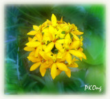 Yellow orchids1.jpg