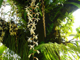 Dangling  orchids.jpg