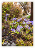 Orchids in bushes.jpg