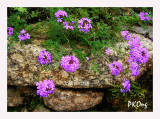 Purple flowers on rock.jpg