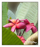 Frangipani2.jpg