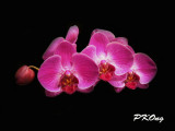Vanda orchid1.jpg