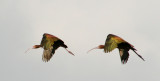 Ibis Pair Flying