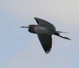 Little Blue in Flight