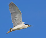 Black Crowned Night Heron in Flight