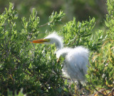 Baby Egret