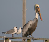 Brown Pelican and Friends