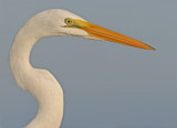 Great White Egret Head Shot