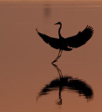 Landing Gently (Great Blue Heron)
