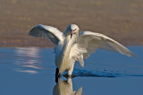 Focus! (Reddish Egret White Morph)