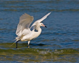Phoenix Impression (Reddish Egret White Morph)
