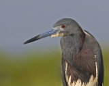 Close-up Tri-colored Heron