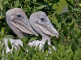 Baby Twin Pelicans (Published Birders World 07)