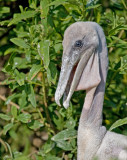 Baby Pelican