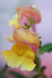 IMG_6822.JPG