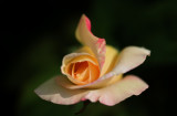 IMG_6911.JPG