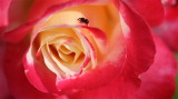 IMG_6916.JPG