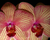 2 Orchids.jpg