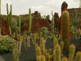 Jardin de Cactus
